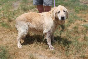 Sawyer's first photo after he was saved by our local rescuer in South Carolina.