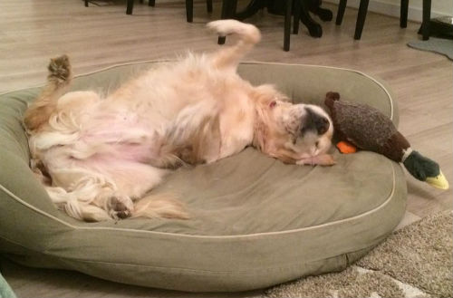 Living the dream: a happy dog and his favorite duck in a really big bed.